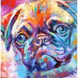 Pug